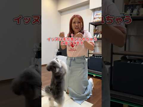 Kleiner Hund läuft zurück zum Herrchen