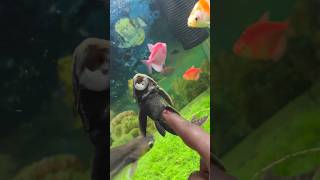 Download lagu Aquarium Fish 🐠 #fish #aquarium #shorts mp3