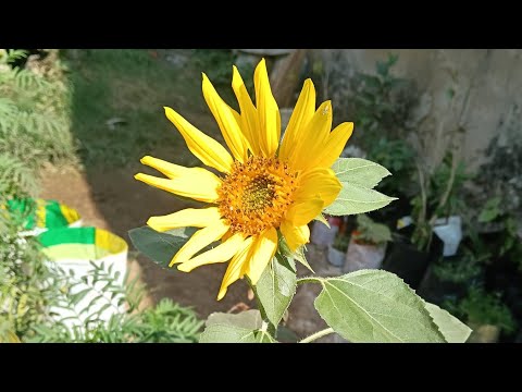 How to Grow Sunflower from Seeds | Complete Growth Process 🌱