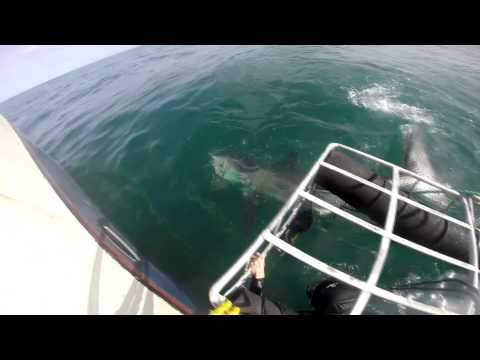 Great White Sharks Cage Diving [GoPro Cam] @ South Africa