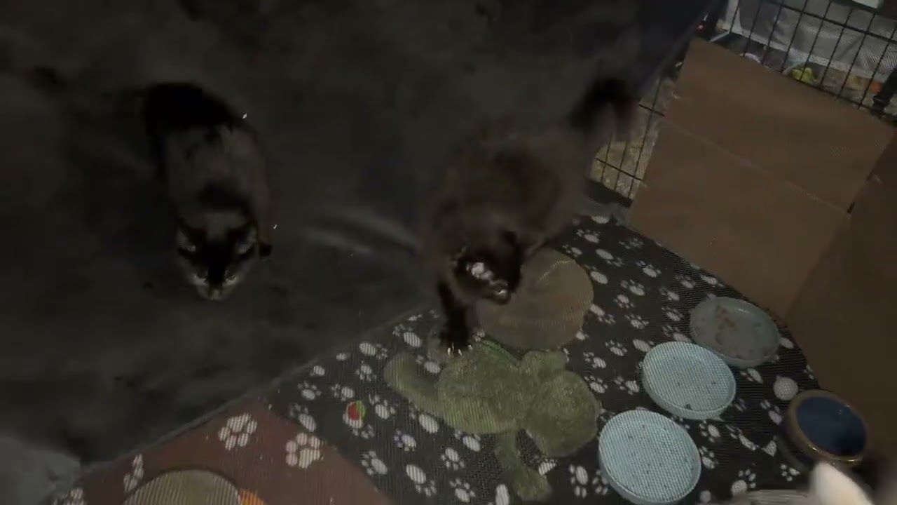 Minka, an adopted Domestic Long Hair in Rochester, NY video 4/4