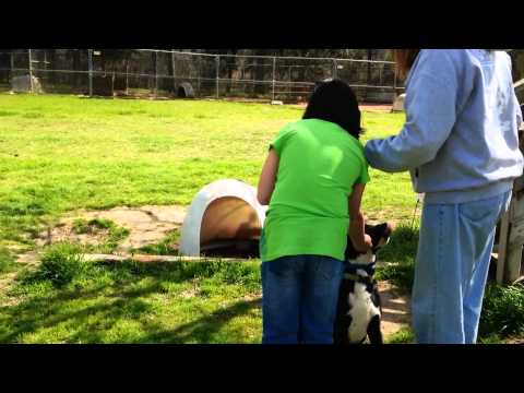 Meet Shane 12-14-13 a Catahoula Leopard dog currently available for adoption at Petango.com! 3/5/201