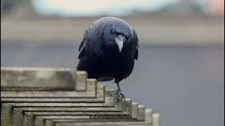 A Crows Calculated Attention