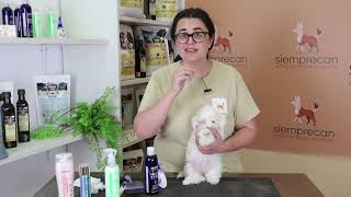 Bichón Maltés, ¡¡¡RUTINA DIARIA!!!🐶🧡