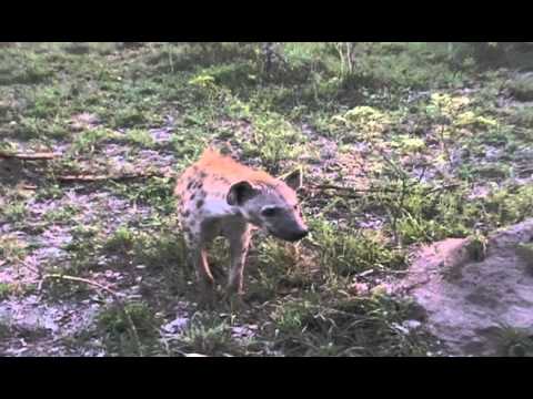 2015 11 22 1816 Hyena