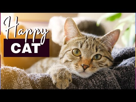 6 Fehler, die eure Katze krank machen!