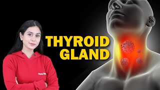Endocrine System and Adolescence | Thyroid Gland | Biology | Class 8 ICSE | Home Revise