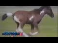 PTV Park Promo Kratts Creatures WNIT TV 1996