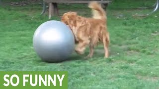 Golden Retriever goes crazy for yoga ball!