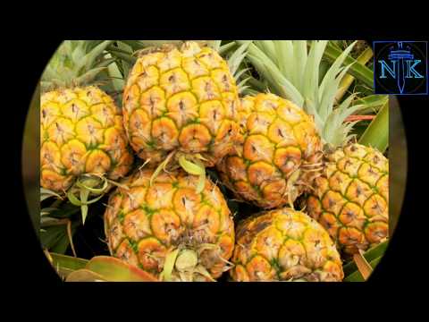download lagu mp3 mp4 Pineapple World, download lagu Pineapple World gratis, unduh video klip Pineapple World