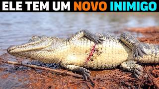 🚨 AGORA: O animal que está MATANDO JACARÉS adultos no Pantanal