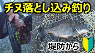 【落とし込み釣り】初夏の堤防でクロダイを狙う！