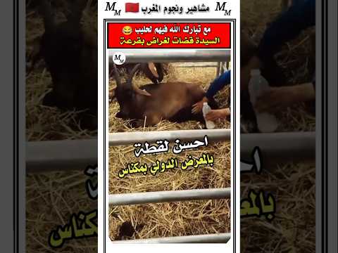 مغربيه حلبت الماعز في المعرض الدولي للفلاحه مكناس 😂 #الجالية_المغربية #المغرب #مغاربة_العالم