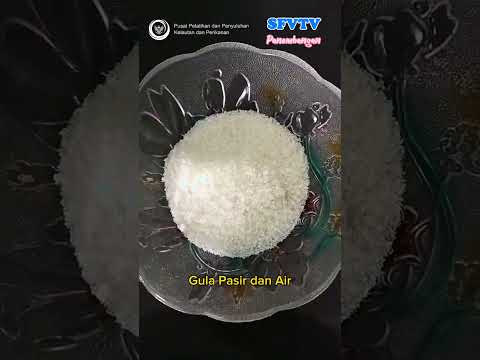 Pembuatan Keripik Abon Ikan Nila, Poklahsar Berkah Momji, SFV Panembangan