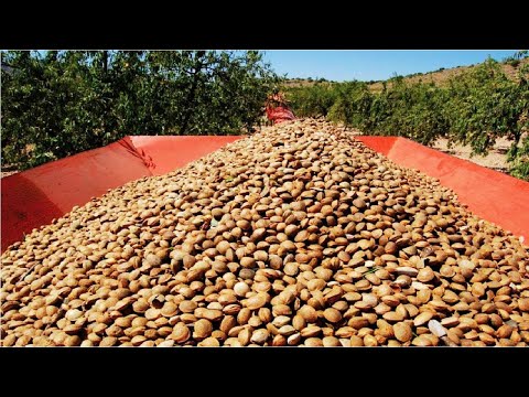 Awesome Almond Cultivation Technology - Almond Farming and Harvest