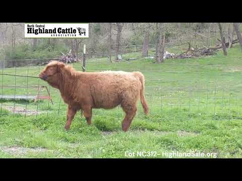 Lot NC312 - DJF NEMESIS