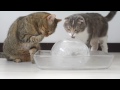Micinky a koule z ledu (Šukahošiki) - Známka: 2, váha: malá
