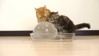 Смотреть онлайн Кошки и котята наслаждаются огромным куском льда
