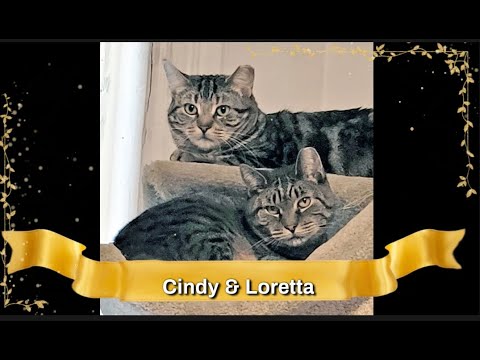 Cindy & Loretta, an adoptable Domestic Short Hair in Brooklyn, NY_image-1