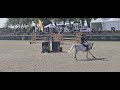 Ruin Franse rijpony PFS Te koop 2016 Schimmel