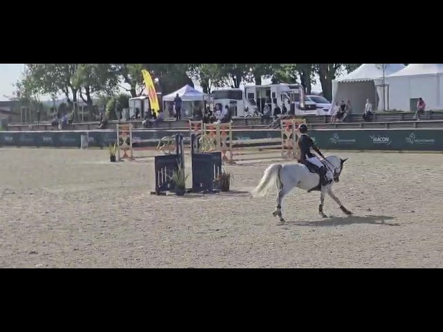 Ruin Franse rijpony PFS Te koop 2016 Schimmel