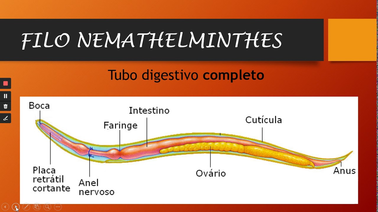 Classe Nematoda   Morfofisiologia