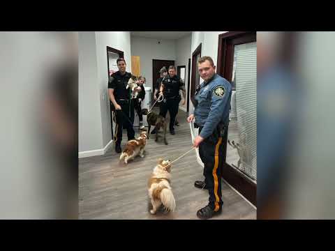 Fairfield Dog Rescued