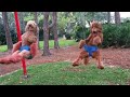 Funny Dogs On Swing