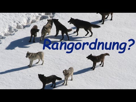 Wie funktioniert ein Wolfsrudel?