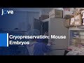 Cryopreservation Mouse Embryos By Ethylene Glycol Based Vitrification L Protocol Preview