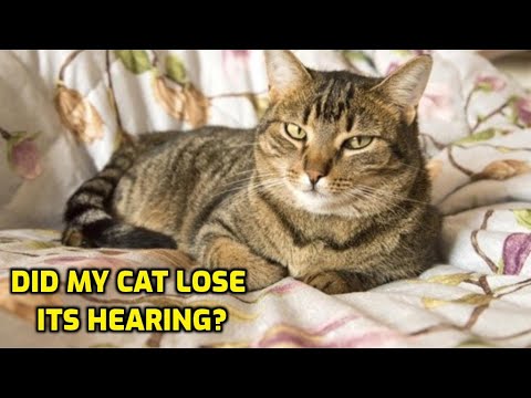 Is My Cat Losing Its Hearing?