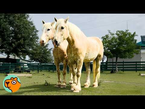Sad Horses Walk Off Of Trailer And Become Best Friends | 5 Best Stories