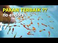 THE BEST FEED COMBINATION FOR GUPPY COLOR AND BODY