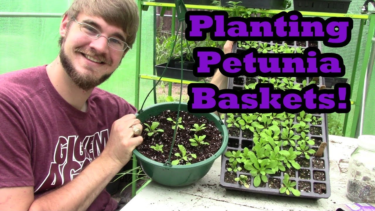 Planting Petunia Hanging Baskets!