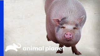 Baby The Pot-Bellied Pig Struggles To Drop His Extra Weight | My Big Fat Pet Makeover by Animal Planet