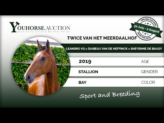 Twice van het Meerdaalhof under the saddle