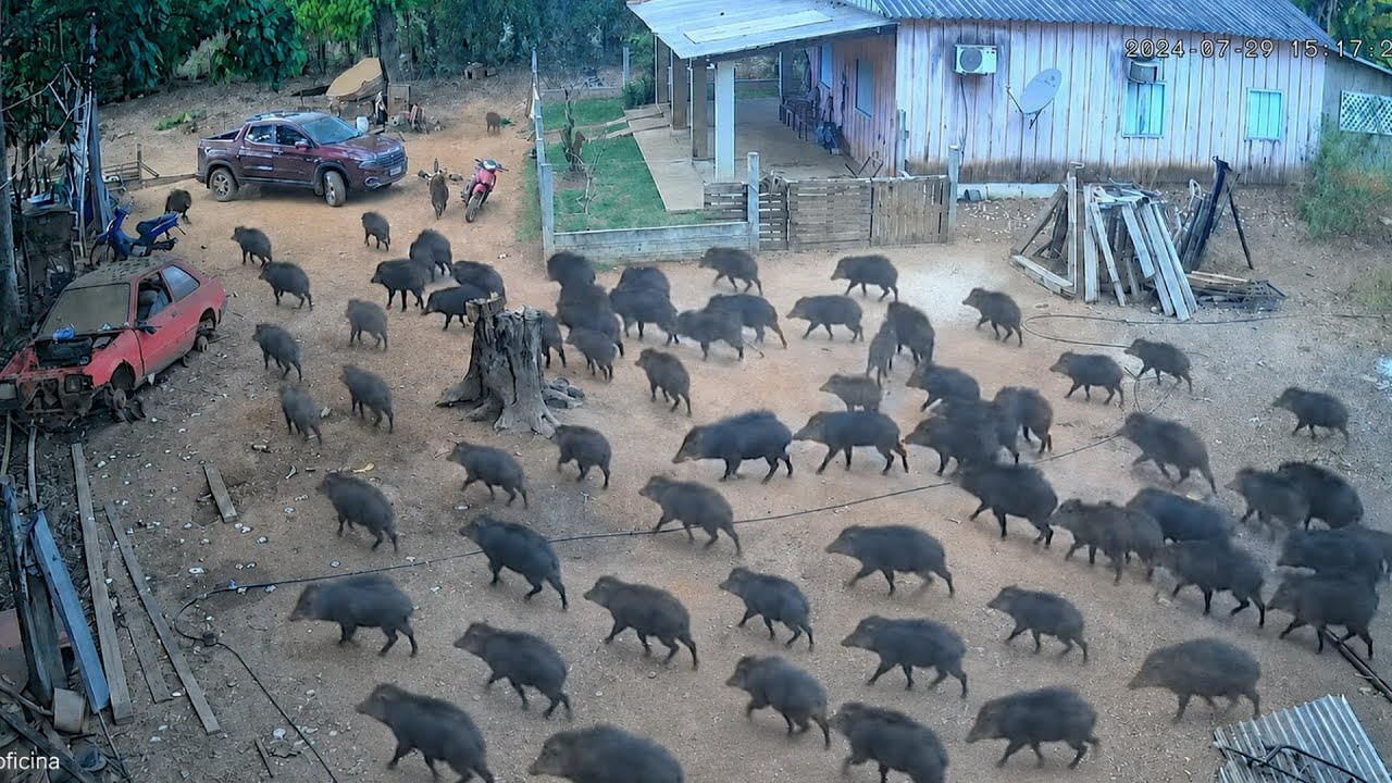 40 PORCOS DO MATO INVADEM SÍTIO E ASSUSTAM A TODOS