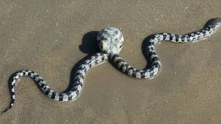 It Look Lika a Snake... Until You Look Closer