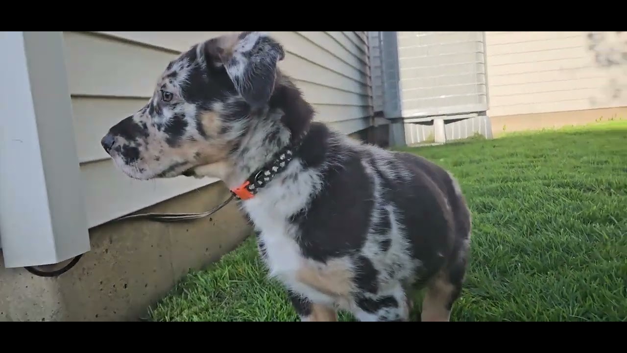 Enlarge Finn, an adopted mixed breed in Aurora, IL video 3/3