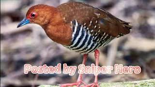 Download lagu Suara pikat Sintar Gunung - Sintar Mata Merah mp3