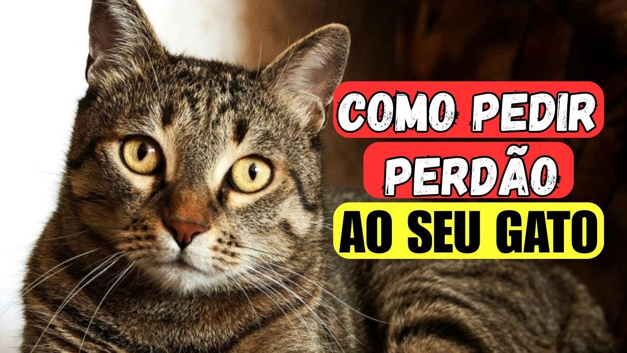 Será que o Seu Gato te Perdoa?  Descubra como se Desculpar!