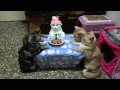 Kissojen ruokailuhetki