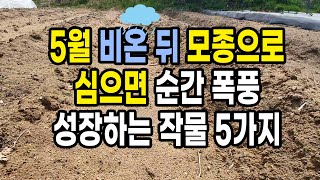 5월 비온 뒤 심으면 순식간에 폭풍 성장하는 작물 5가지