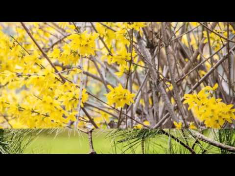 Sitishiki- Chuchu Sound Band