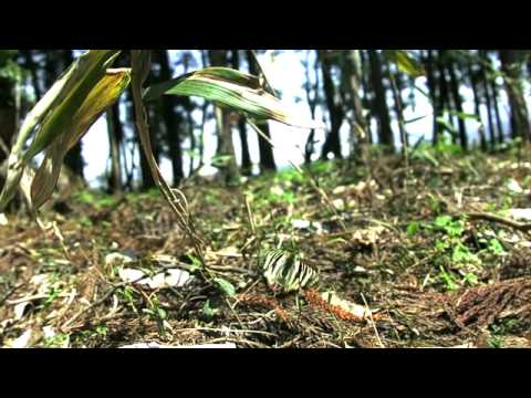 ギフチョウの飛翔　高速度ビデオ