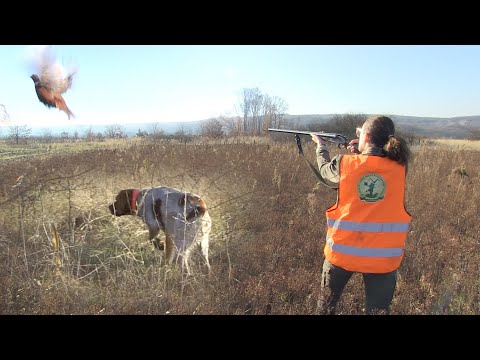 Hunting Serbia - Pheasant hunting | Lov fazana lovište Tumanska reka - Golubac 2 | Caccia al fagiano