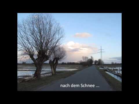 Nach dem Winter - Hermelin - stoat -
