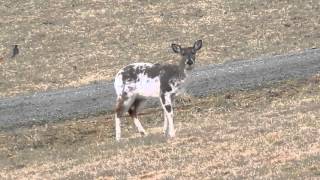 Piebald Deer at Chantilly Farm, Floyd, VA