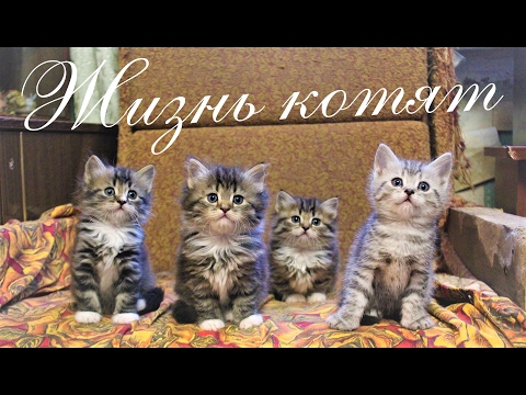 ЖИЗНЬ КОТЯТ. Кошка, Кот, Котята, Собака, Пёс, Ворона и Голубь