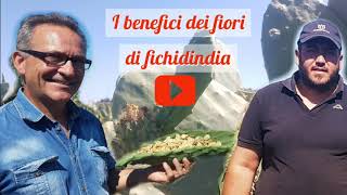 I benefici dei fiori di fichidindia